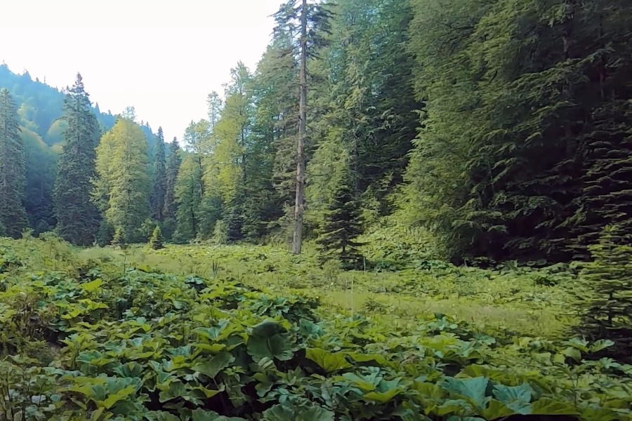 Düzce Kocayayla