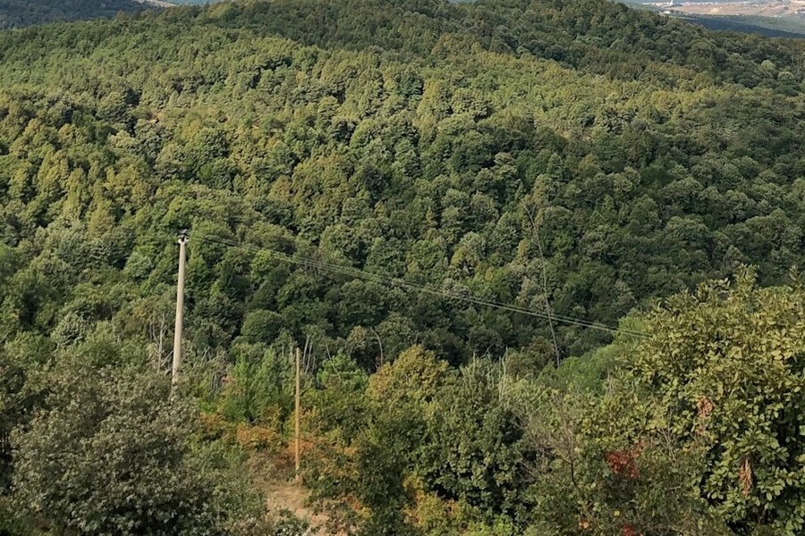 Yalova Kent Ormanı