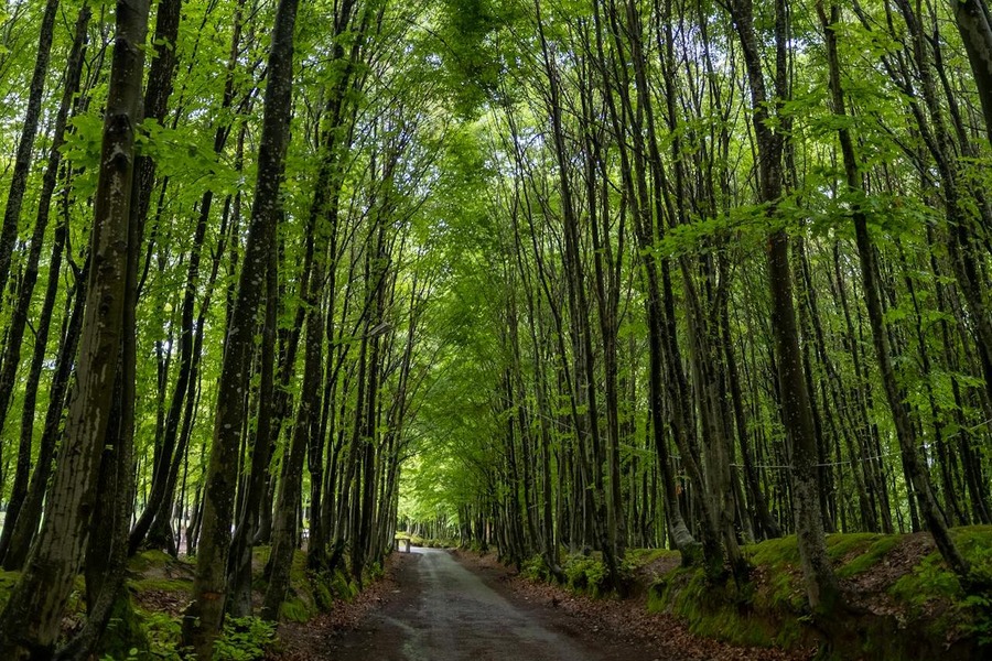 Sakarya İl Ormanı Tabiat Parkı